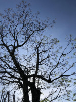 pict-IMG_3213