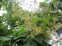 pict-IMG_4660
