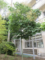 pict-IMG_4658
